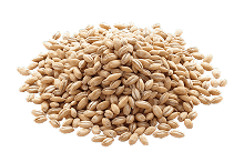 Wheat